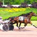 Trotters and pacers are flying at Pocono Downs