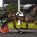 Sinatra De Vie wins Ocean trot 'his way' 3 Sinatra De Vie wins Ocean trot ‘his way’