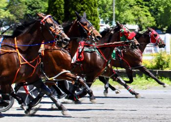 Five-horse photo at Bangor