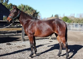 Bidding on 11 Lot auction ends tonight