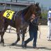 Armycaptin Hanover Loop debut ends in victory