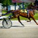 30-1 upset in Vic Hayter Memorial Trot 1 30-1 upset in Vic Hayter Memorial Trot