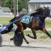 Trotters in Cumberland spotlight Friday