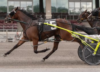 Two-year-olds battle at The Meadows