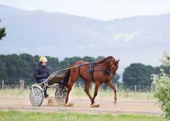 Grimson poised for Major attack on Victoria