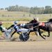 Track On 2 set to host 4-year-old stake eliminations