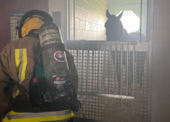Equine Guelph trains firefighters in large animal rescue