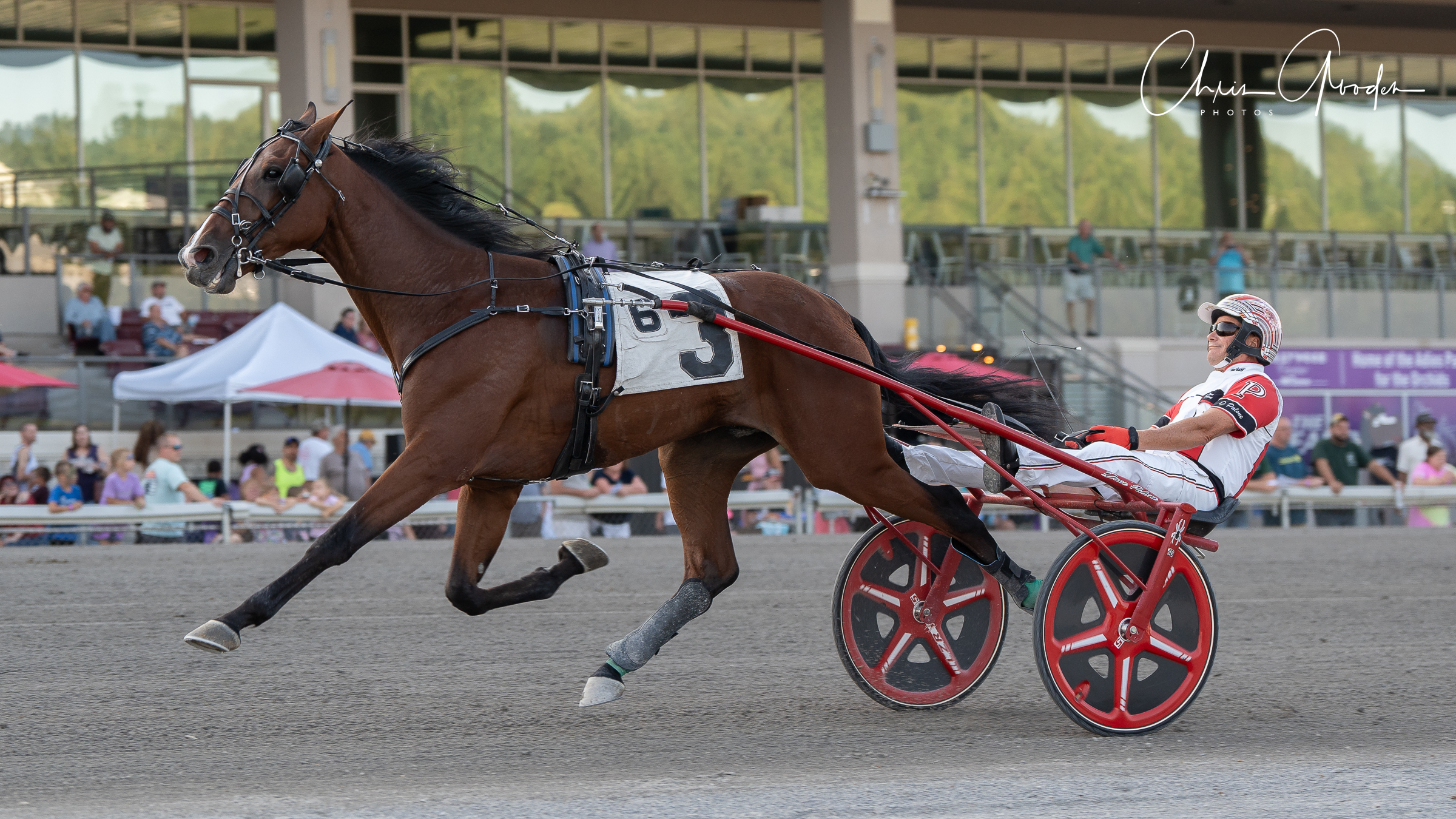 Wapiti Blue Chip breaks stake record in Arden Downs