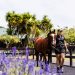 Sale dates finalised for 2025 National Yearling Sale 2 Sale dates finalised for 2025 National Yearling Sale