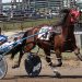 Undefeated colt heads opening day at Windsor Fair