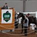 London Classic Yearling Sale online catalogue