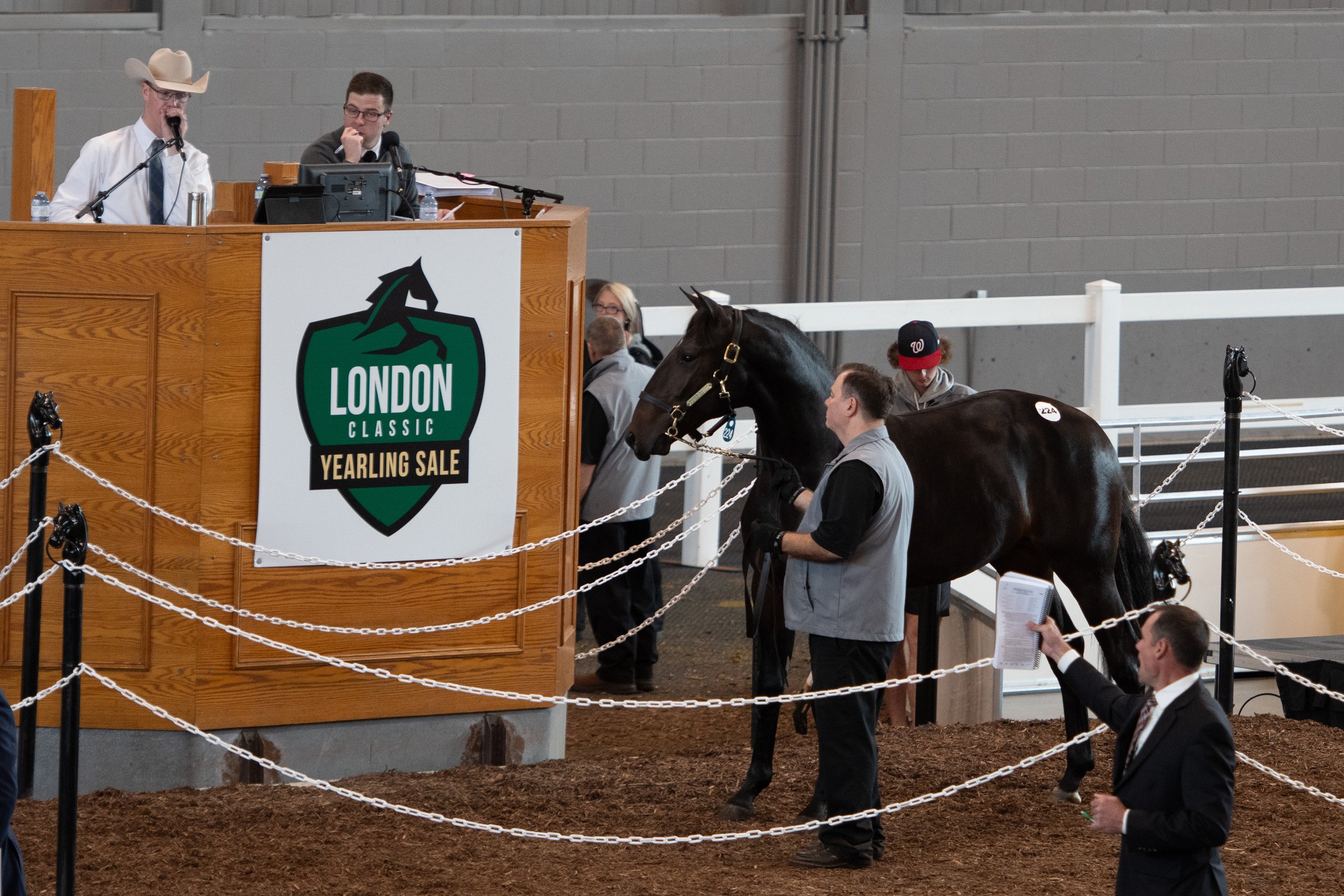 London Classic Yearling Sale online catalogue Harnesslink