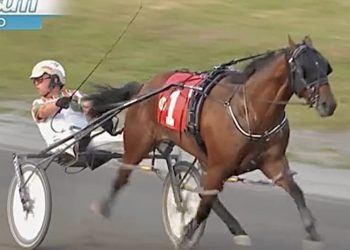 Easy pickings for Bob Loblaw in Gold Cup and Saucer Consolation