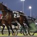 Beachy and Etsell ready for Oaks, Hambo debuts 1 Beachy and Etsell ready for Oaks, Hambo debuts