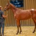 Yearling sets European record at Arqana-Trot Sale 2 Yearling sets European record at Arqana-Trot Sale