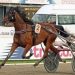 Nortolanda wins 236,951€ Deutsches Traber Derby 3 Nortolanda wins 236,951€ Deutsches Traber Derby