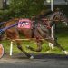 Undefeated colt wins again in Maryland Race Fund