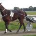 Pacer wins but trotter disappoints