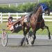 Sidd Finch takes no prisoners in feature trot 2 Sidd Finch takes no prisoners in feature trot