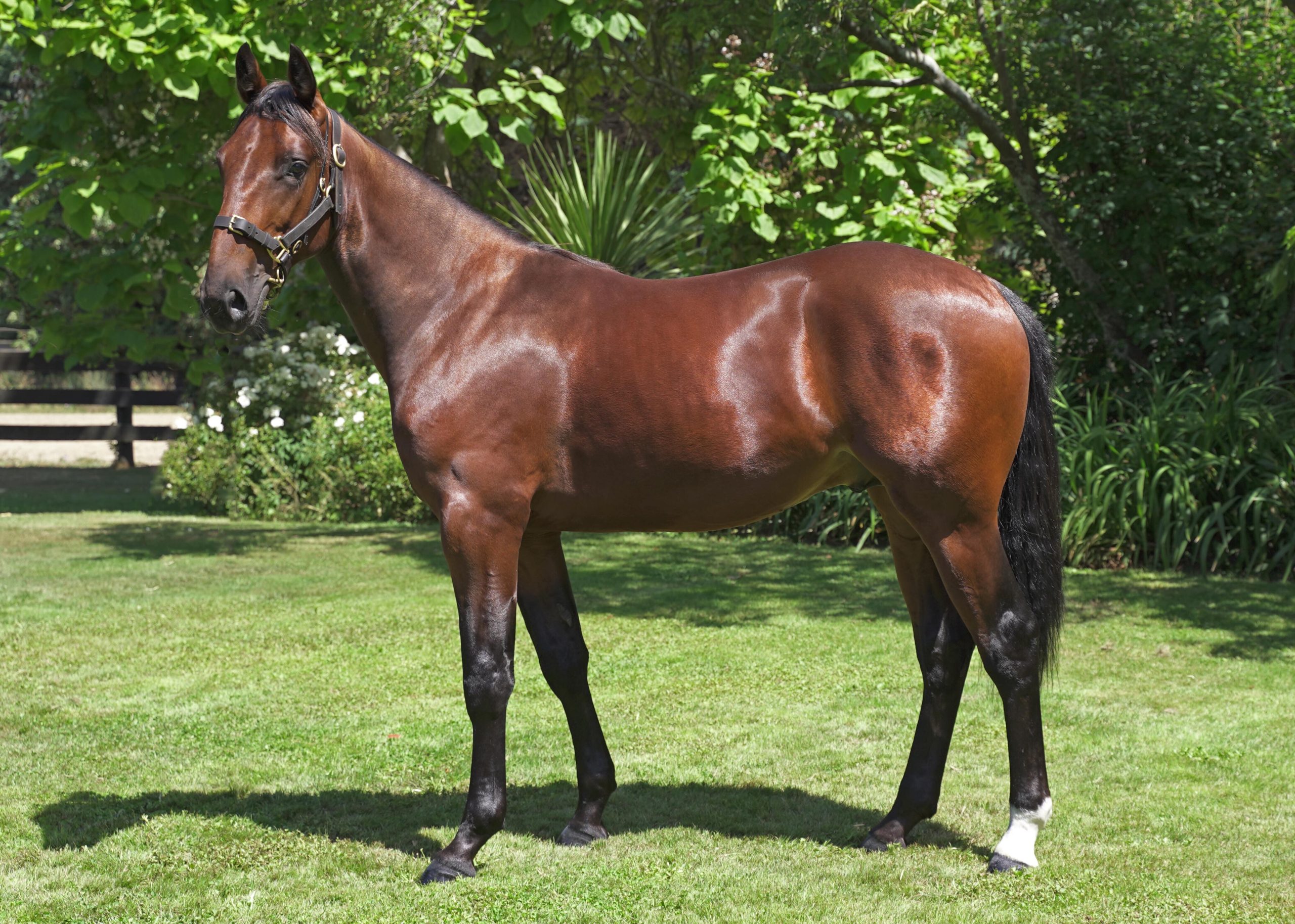 Yearling Update Barry Purdon and Scott Phelan Harnesslink