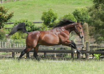 What The Hill continues to climb in stallion ranks