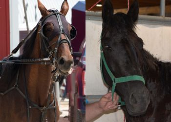 Fillies dominate Manitoba Futurity elims