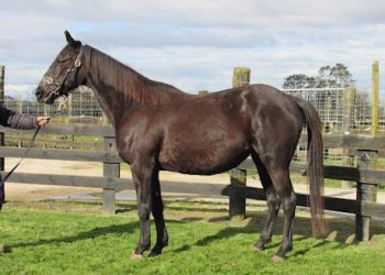 Quality Rogerson harness mares selling at auction
