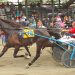 Seven straight for Whatawonder; Switzer wins five 1 Seven straight for Whatawonder; Switzer wins five