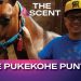 Who is the Pukekohe Punter?