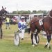 Ferguson’s pair ready for Oamaru