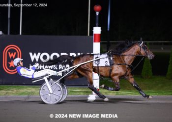 Three-year-old trotting males complete Grassroots prelims