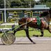 Indiana-based mare wins NY debut 3 Indiana-based mare wins NY debut