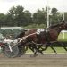 Marohn Jr. continues winning ways at Freehold 3 Marohn Jr. continues winning ways at Freehold