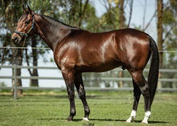 US Breeders Crown champ to stand at Wai Eyre Farm