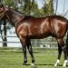 US Breeders Crown champ to stand at Wai Eyre Farm