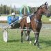 Nathan Purdon talks Oamaru Juvenile Stakes