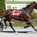 Seventh consecutive win at Bangor for Respectable Dream 2