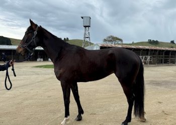 Bidding on nine Lot auction ends Wednesday