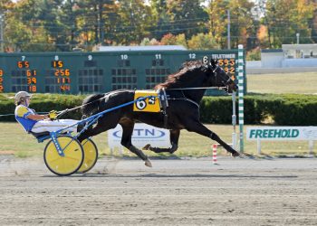 Verruso victorious in NAADA Trot