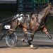 Batterup Hanover favoured at Summerside 2 Batterup Hanover favoured at Summerside
