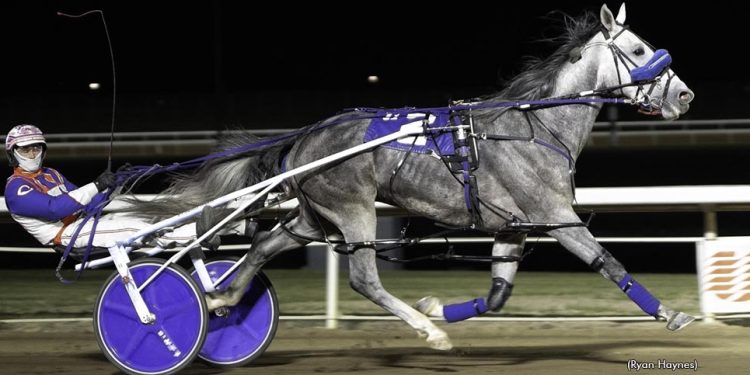 Grey Horizon cements crown in $107,030 WC Pacing Derby