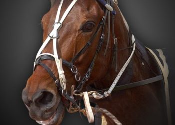 The New Zealand Cup – 20 years ago