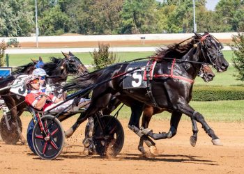 The Red Mile Allerage Trots to Logan Park, Call Me Goo