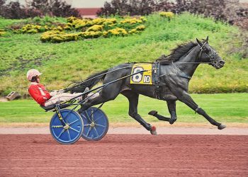 Easy win for Greenshoe colt