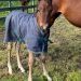 First foal feels for young Canterbury horseman