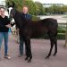 Weanling sale concludes Ventes de Caen