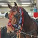 Champion jockeys dip into harness racing