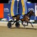 The Locomotive breaks his own record in Inter Dominion Final