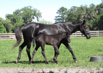 Broodmare Behindclosedoors dies
