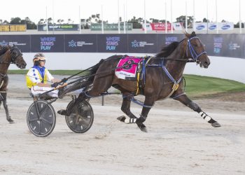 Pacing Cup a stepping stone to a massive 4YO season
